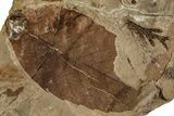 Detailed Fossil Leaf (Fagus) Plate - McAbee Fossil Beds, BC #215688-1